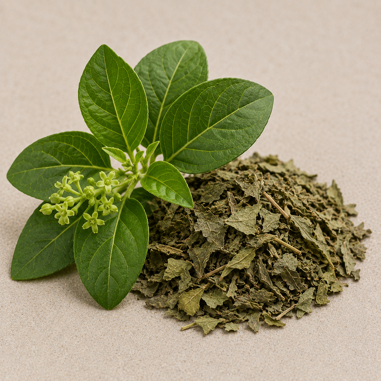 Gymnema Sylvestre - GLPro ingredient